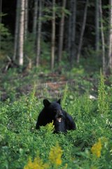 Ours noir d'Amérique en été Colombie Britannique Canada