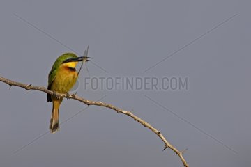 Little Bee eater with a dragonfly in its beak Kenya