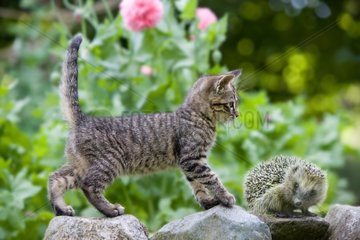 Tabby Kitten and hedgehog on a stone wall