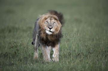 Löwe Branning sich im Reservat von Masaï Mara Kenia