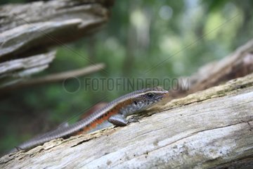 Lizard taking the sun on a dead branch Sumatra