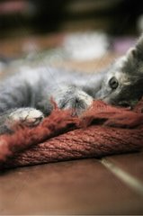 Kitten playing with a carpet