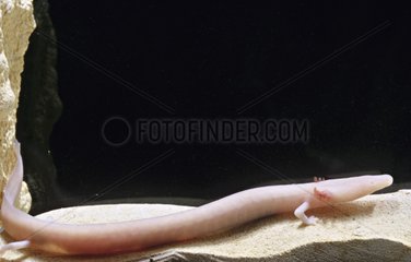 Olm posed on a stone under water Dalmatie