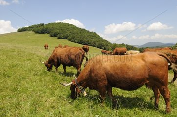 Herd of 'Salers' Cows grazing on the Ballon d'Alsace