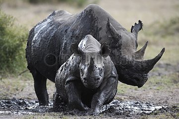Black Rhinoceros taking a muddy bath Kenya