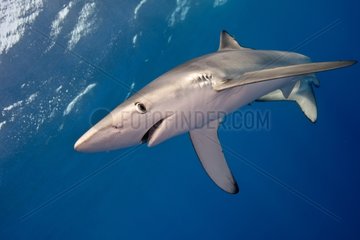 Blue Shark - Azores Atlantic Ocean