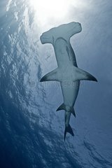 Great Hammerhead Shark under the surface - Bahamas Caribbean