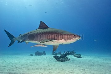 Tiger shark swimming above a sandy bottom - Bahamas