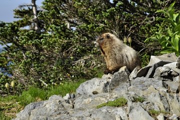 Hoary marmot on rock - Mount Rainier NP USA