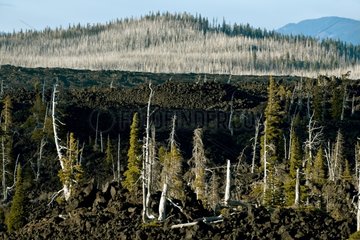 Basalt and dead trees - Mc Kenzy Pass Oregon USA