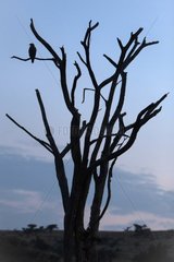 Diurnal raptor silhouette on dead tree - Kenya