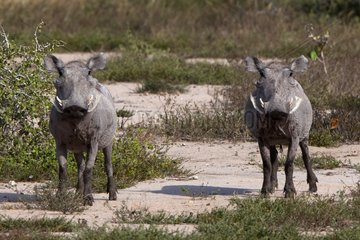 Desert warthogs - Ishaqbini hirola Conservancy Kenya