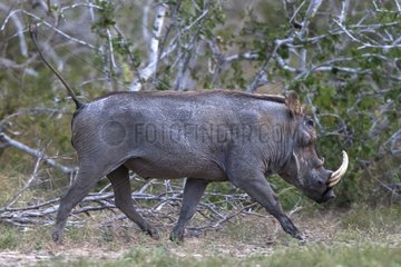 Desert warthog - Ishaqbini hirola Conservancy Kenya