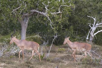 Hirolas in Savannah - Ishaqbini hirola Conservancy Kenya
