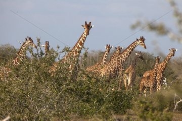 Giraffes in Savannah - Ishaqbini hirola Conservancy Kenya