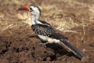 Red-billed Hornbill on ground - Lewa Downs Kenya