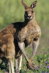 Portrait of male Eastern Grey Kangaroo at Warrumbungle NP