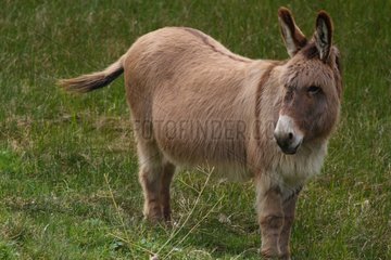 Donkey in a meadow - France