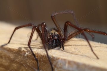 House spider on a board - France