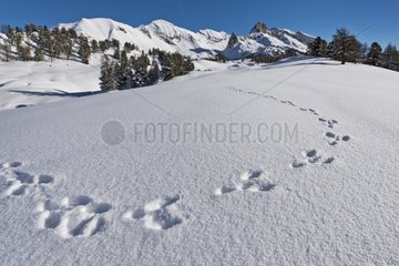 Hare footprints in the snow - Queyras Alps France