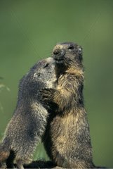 Young Marmot and adult raised face-to-face Vanoise France