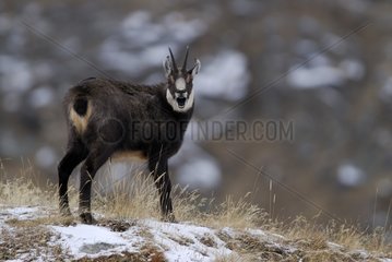 Surprised male Chamois Gran Paradiso National Park Italy