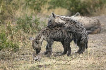 Young Spotted Hyenas Masaï Mara Kenya