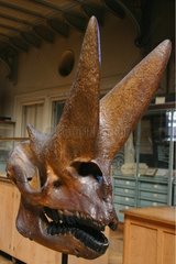 Arsinoitherium skull exposed at the Museum of Paris France