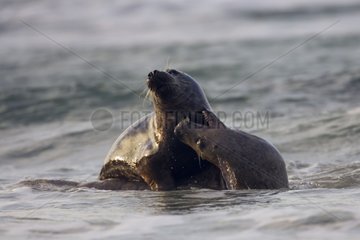 Graue Seehunde gegen Nordsee Deutschland kÃ¤mpfen