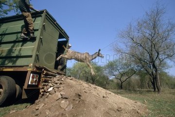 Greater kudu jumping of a capture truck South Africa
