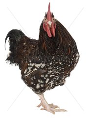Coq Sussex breed
