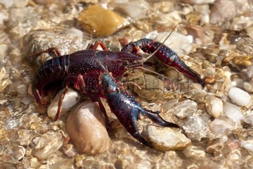 A crayfish in the water Spain