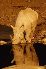 Black rhinoceros drinking at a water point the night Etosha