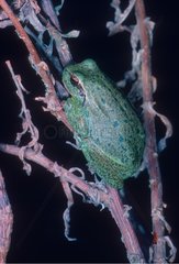 Tree frog on a stem
