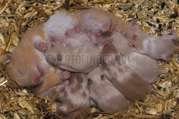Young Golden Hamsters sucking their mother France
