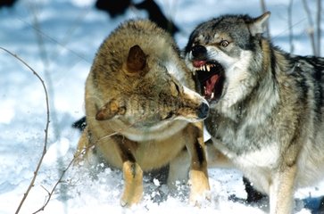 Loup mâle voulant imposer son autorité Bayerischer Wald