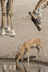 Male Impala watering itself under the monitoring of a Giraffe