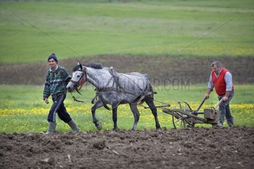 Farmers and horse ploughing a field Romania
