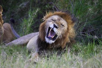 Löwe im Reservat von Masaï Mara Kenia grimiert