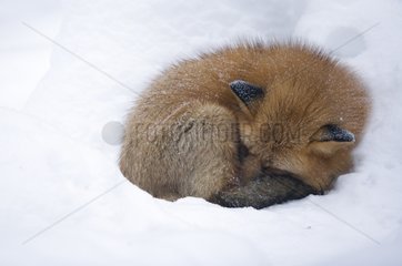 Roter Fuchs schläft in Schnee Finnland