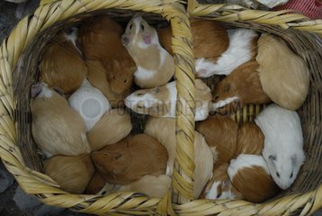 Guinea pigs in a basket at Otavalo market Ecuador