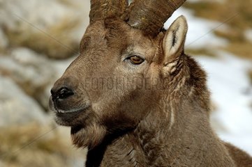 Male ibex 10 years old in period of rut Massif des Bornes
