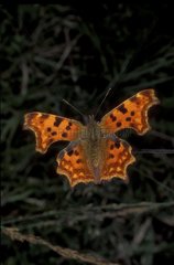 Robert-le-diable Schmetterling posierte Frankreich