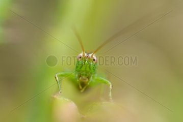 Portrait of male Grasshopper variegated on a stem France