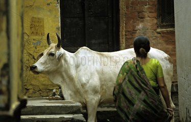 Heilige Kuh und Frau in den Straßen von Vârânaçî India