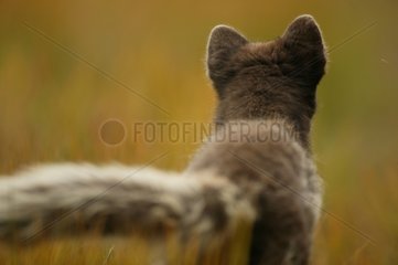 Close-up on an Arctic Fox going away in a meadow
