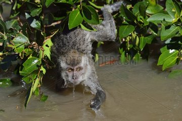Long-tailed macaque - Indonesia