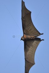 Black flying fox - Komodo National Park