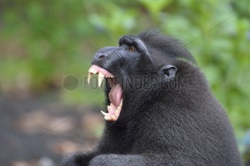 Celebes crested macaque - Indonesia