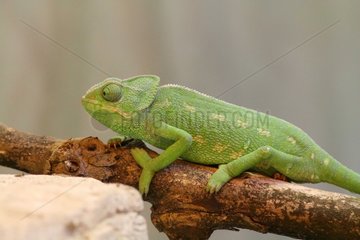 Common Chameleon on a branch